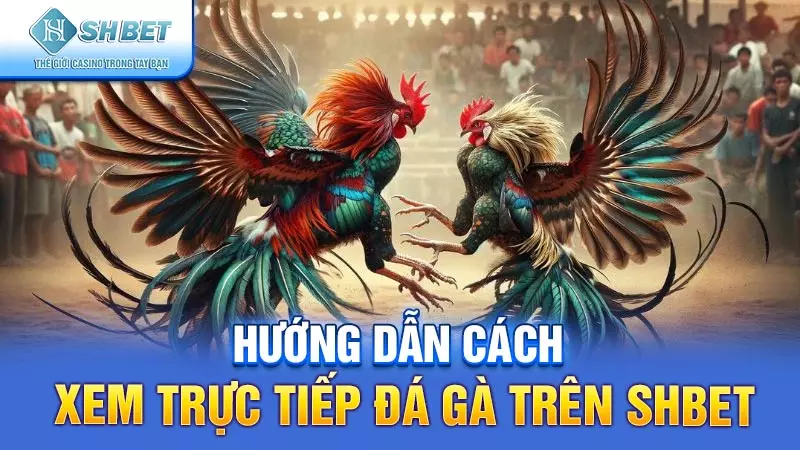 Hướng dẫn cách xem trực tiếp đá gà trên SHBET